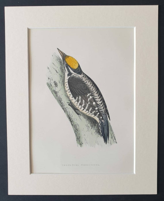 Original 1891 hand coloured bird print in mount - Three Toed Woodpecker