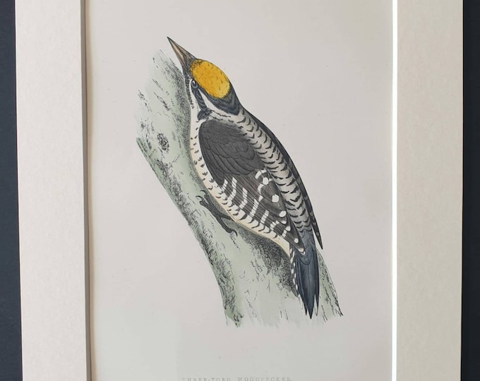 Original 1891 hand coloured bird print in mount - Three Toed Woodpecker