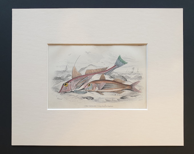 Red Surmullet, Long Finned Captain - Original c1860 hand coloured fish print in mount