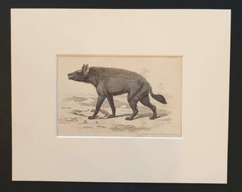 Naked Hyena of the Desert Africa - Original 1840 hand coloured mammalia print in mount