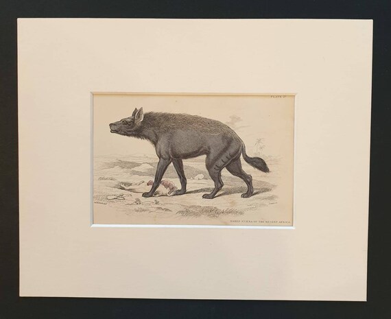 Original 1840 hand coloured mammalia print in mount - Naked Hyena of the Desert Africa
