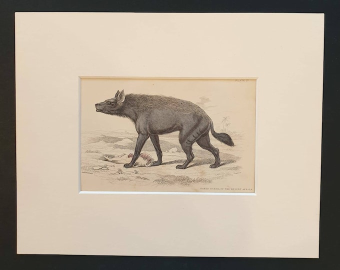 Original 1840 hand coloured mammalia print in mount - Naked Hyena of the Desert Africa
