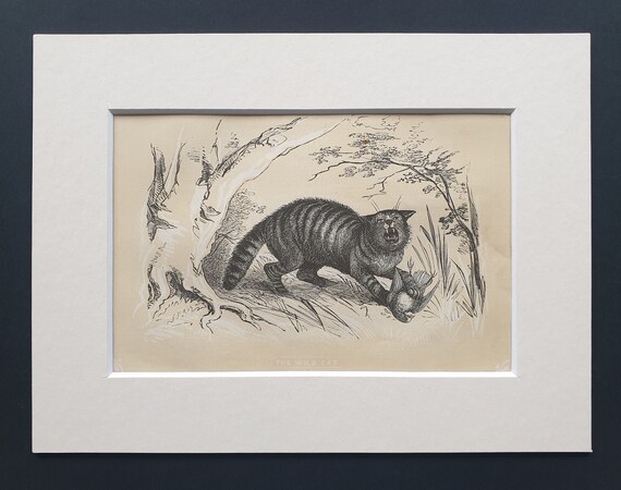 The Wild Cat - Original 1851 John Tallis woodblock print