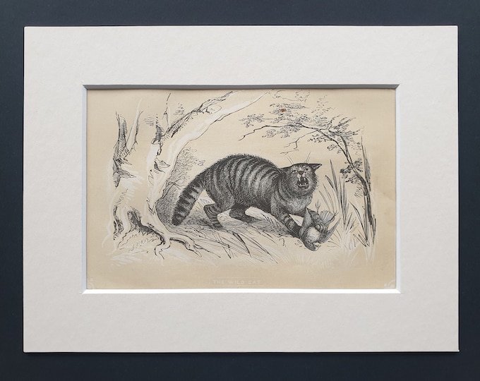 The Wild Cat - Original 1851 John Tallis woodblock print