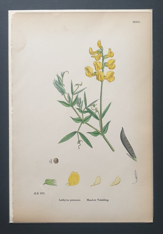 Meadow Vetchling - Original 1863 Sowerby botanical print