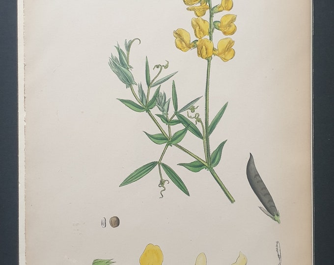 Meadow Vetchling - Original 1863 Sowerby botanical print