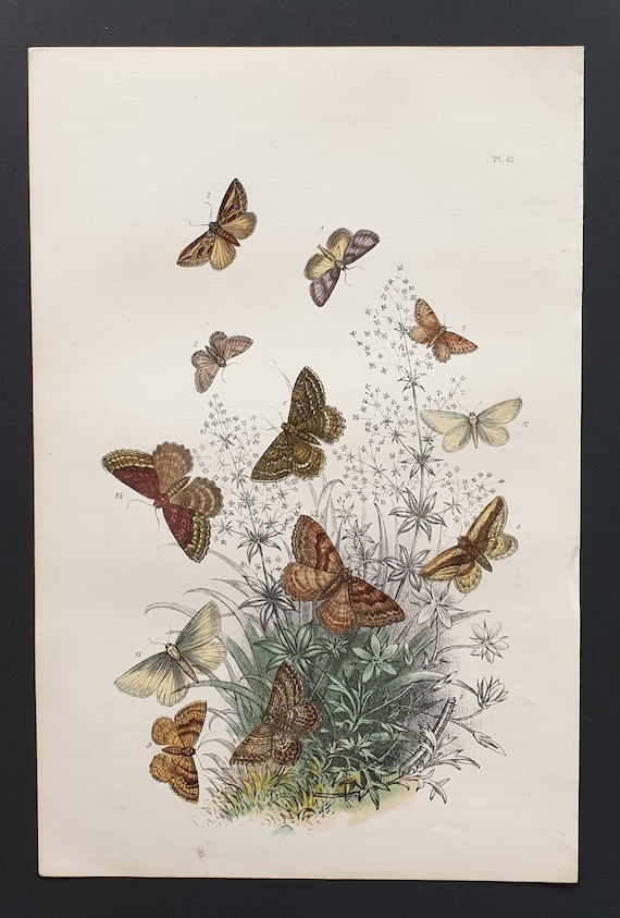 The Horse Chestnut Moth and others - Original hand coloured 1860 print