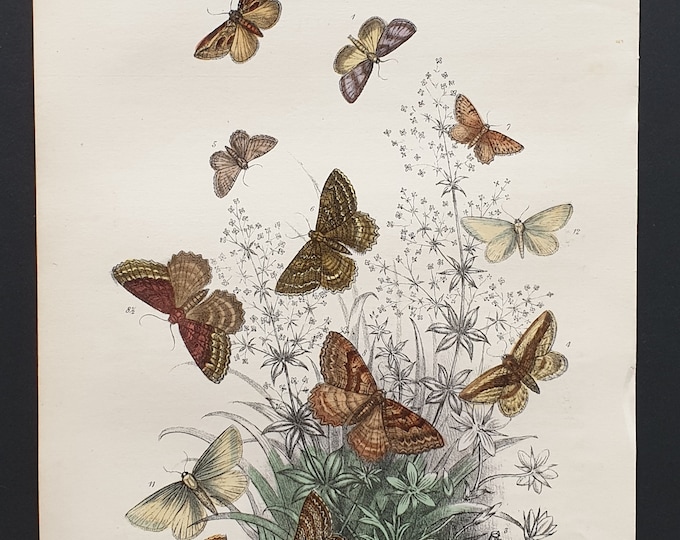 The Horse Chestnut Moth and others - Original hand coloured 1860 print