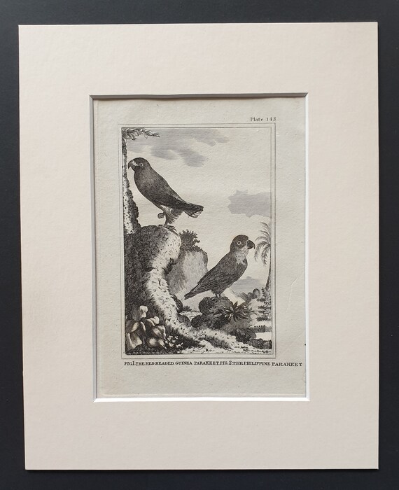 The Red Headed Guinea Parakeet and The Philippine Parakeet - Original 1812 Buffon print in mount (143)