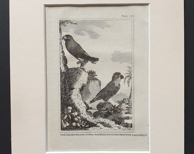 The Red Headed Guinea Parakeet and The Philippine Parakeet - Original 1812 Buffon print in mount (143)