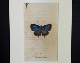The Purple Hair-Streak Butterfly - Original 1832 Hand Coloured Antique Print