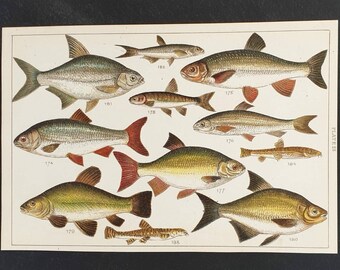 Original 1915 fish print - Plate 23