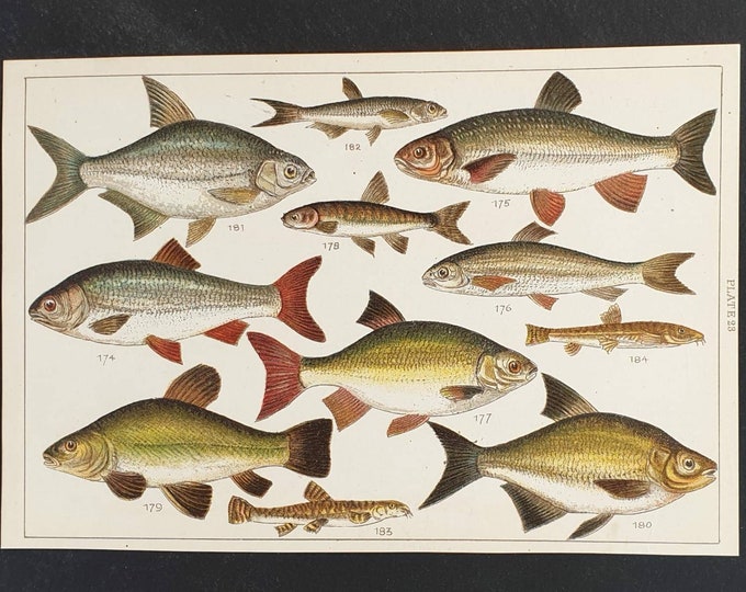 Original 1915 fish print - Plate 23