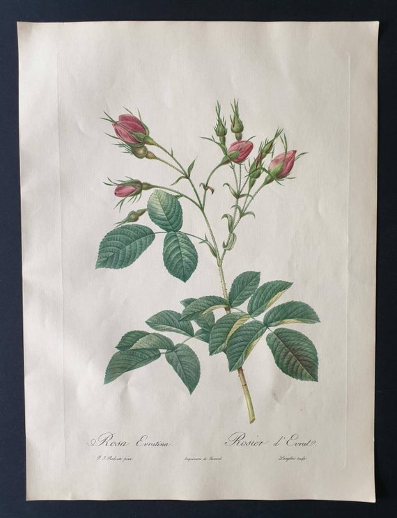 Original 1954 Rose print - Rosa Euratina