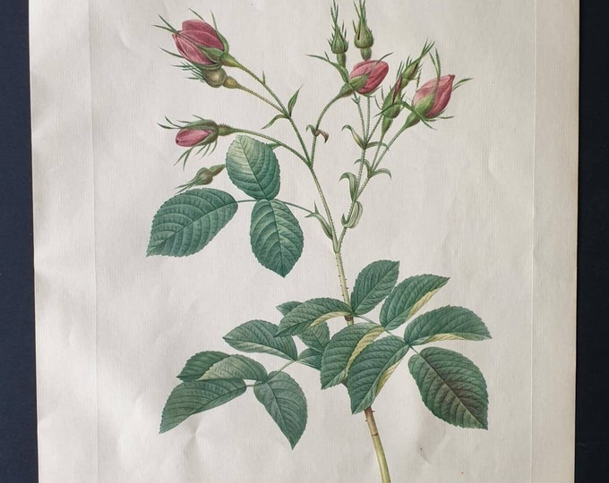Original 1954 Rose print - Rosa Euratina