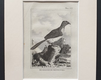 The Madagascar Crested Cuckoo - Original 1812 Buffon print in mount (152)