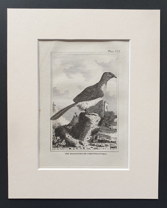 The Madagascar Crested Cuckoo - Original 1812 Buffon print in mount (152)