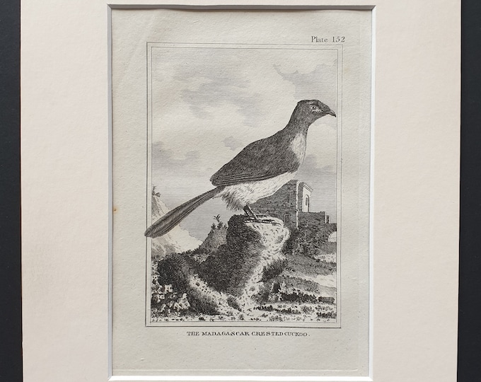 The Madagascar Crested Cuckoo - Original 1812 Buffon print in mount (152)