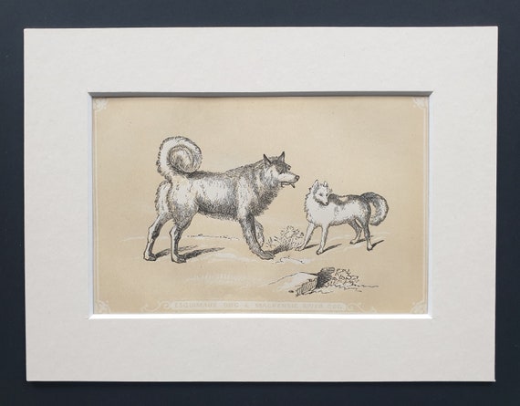 Esquimaux Dog and Mackenzie River Dog - Original 1851 John Tallis woodblock print