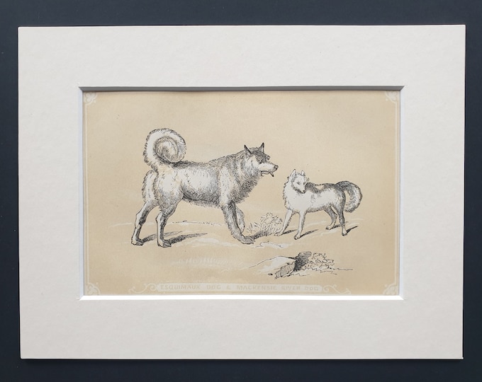 Esquimaux Dog and Mackenzie River Dog - Original 1851 John Tallis woodblock print