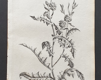 Wild Succory - Original 1802 Culpeper engraving (155)