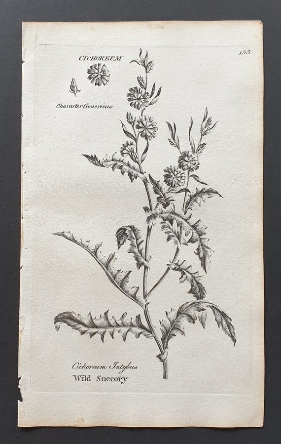 Wild Succory - Original 1802 Culpeper engraving (155)