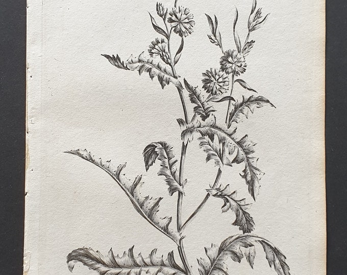 Wild Succory - Original 1802 Culpeper engraving (155)