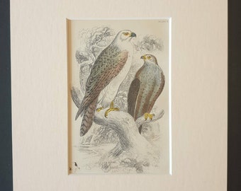 Jer Falcon - Original c1840 hand coloured bird print in mount
