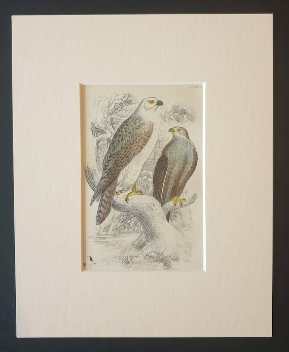 Original c1840 hand coloured bird print in mount - Jer Falcon