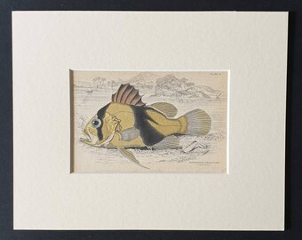 Two Banded Diploprion - Original 1843 hand coloured fish print in mount