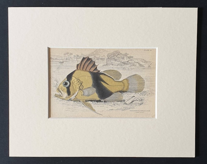 Original 1843 hand coloured fish print in mount - Two Banded Diploprion