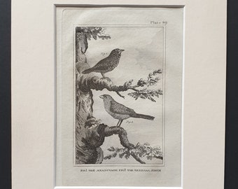The Anaduvade and The Senegal Finch - Original 1812 Buffon print in mount (89)