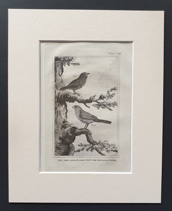 The Anaduvade and The Senegal Finch - Original 1812 Buffon print in mount (89)