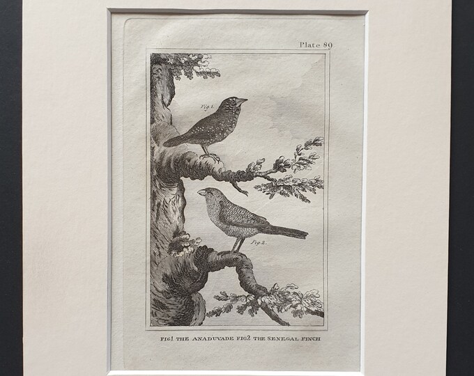 The Anaduvade and The Senegal Finch - Original 1812 Buffon print in mount (89)