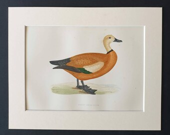 Ruddy Shel-Duck - Original 1891 hand coloured bird print in mount