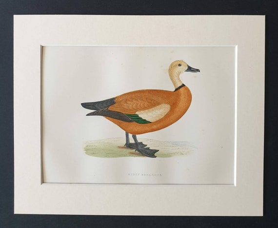 Original 1891 hand coloured bird print in mount - Ruddy Shel-Duck