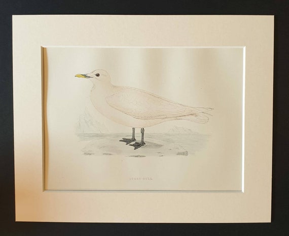 Original 1891 hand coloured bird print in mount - Ivory Gull
