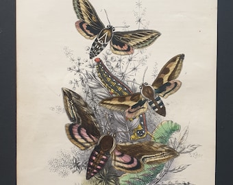 Hawk Moths - Original hand coloured 1860 print