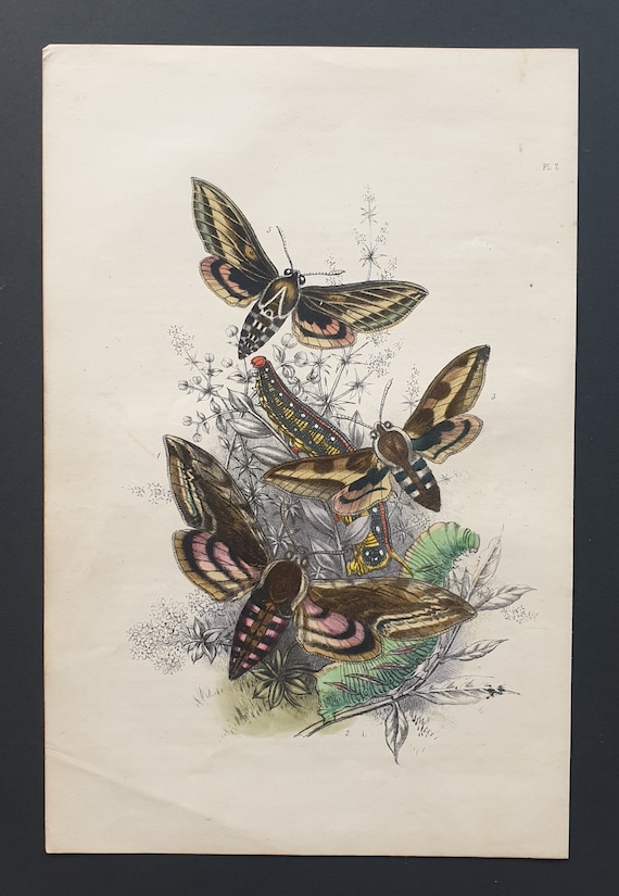 Hawk Moths - Original hand coloured 1860 print