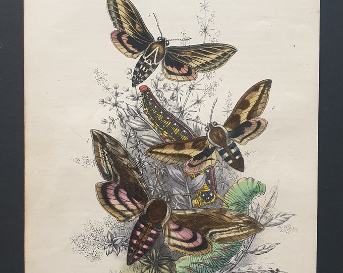 Hawk Moths - Original hand coloured 1860 print