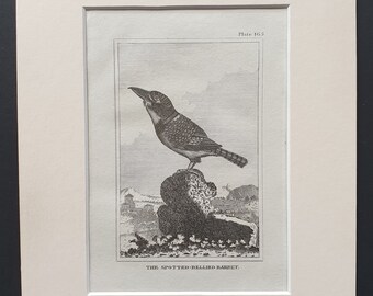 The Spotted Bellied Barbet - Original 1812 Buffon print in mount (165)