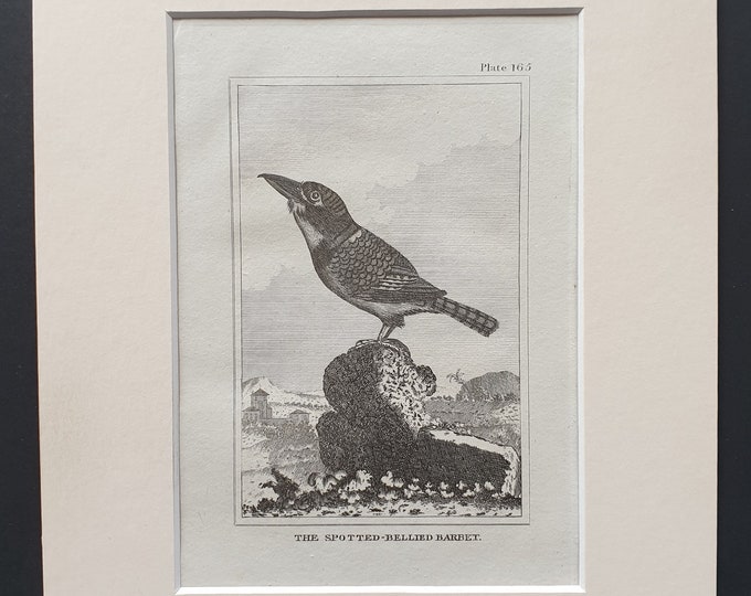 The Spotted Bellied Barbet - Original 1812 Buffon print in mount (165)