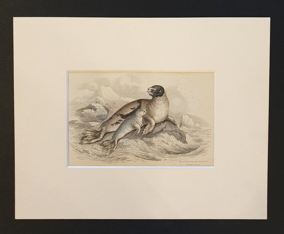 The Ocean Seal  - Original 1839 hand coloured print in mount