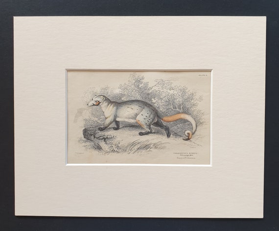 Paradoxurus Dubius - Original 1842 hand coloured print in mount