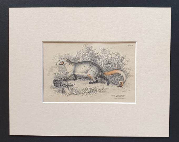 Paradoxurus Dubius - Original 1842 hand coloured print in mount