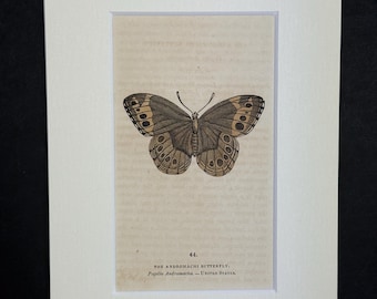 The Andromachi Butterfly - Original 1832 Hand Coloured Antique Print