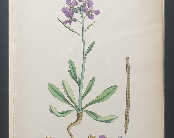 Hoary Shrubby Stock - Original 1863 Sowerby botanical print