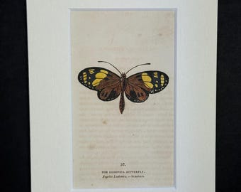 The Ludovica Butterfly - Original 1832 Hand Coloured Antique Print