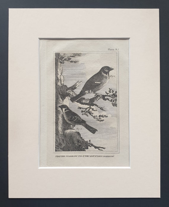 The Sparrow and the Mountain Sparrow - Original 1812 Buffon print in mount (85)