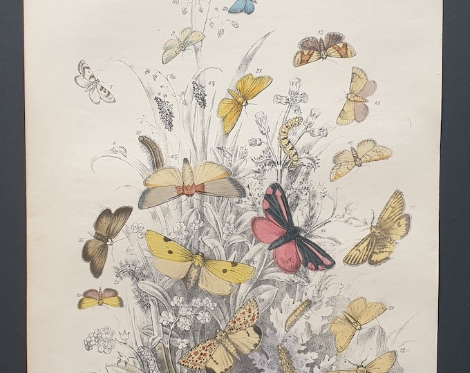 Chimney Sweep Moths and others - Original hand coloured 1860 print
